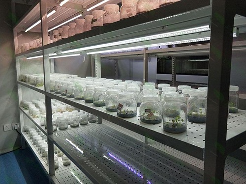 娄星植物组织培养实验室设计建设方案